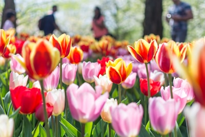 bed of red and pink tulip flowers