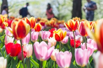 bed of red and pink tulip flowers