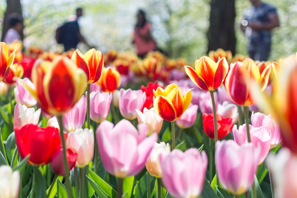 bed of red and pink tulip flowers