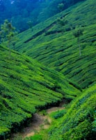 A lush, expansive tea plantation with rows of vibrant green tea bushes covering rolling hills. Sparse trees are interspersed throughout, and the landscape stretches towards a backdrop of denser forested hills.