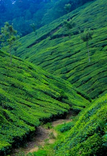 A lush, expansive tea plantation with rows of vibrant green tea bushes covering rolling hills. Sparse trees are interspersed throughout, and the landscape stretches towards a backdrop of denser forested hills.