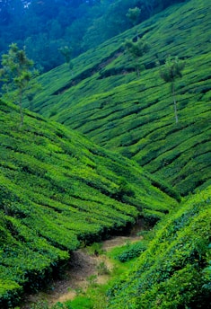 A lush, expansive tea plantation with rows of vibrant green tea bushes covering rolling hills. Sparse trees are interspersed throughout, and the landscape stretches towards a backdrop of denser forested hills.