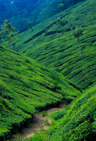 A lush, expansive tea plantation with rows of vibrant green tea bushes covering rolling hills. Sparse trees are interspersed throughout, and the landscape stretches towards a backdrop of denser forested hills.