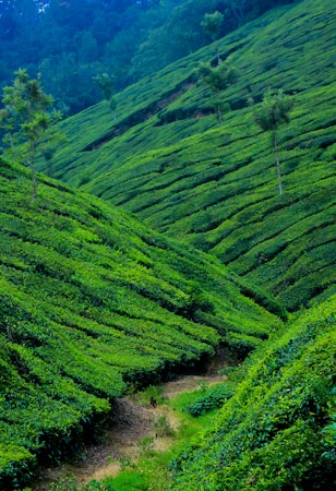 Discover the Unique Qualities of Sreemangal Tea