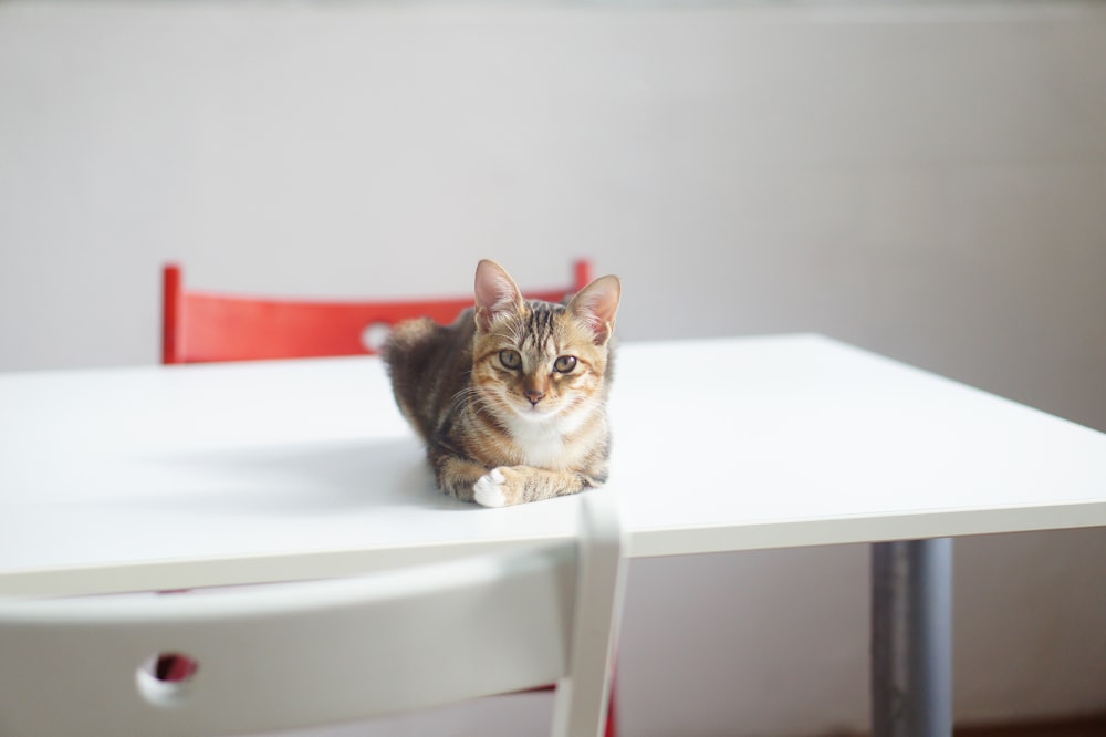 brown tabby cat on white wooden table