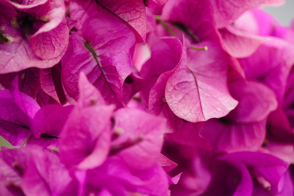 Fotografía de enfoque selectivo de buganvillas rosas