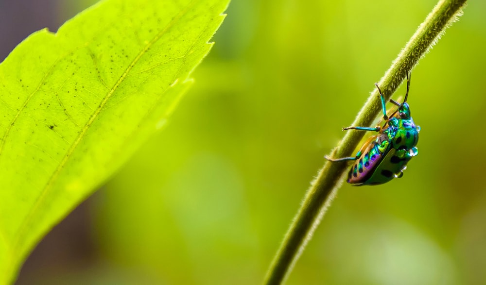 Insecto irisdiscente en la rama de la hoja