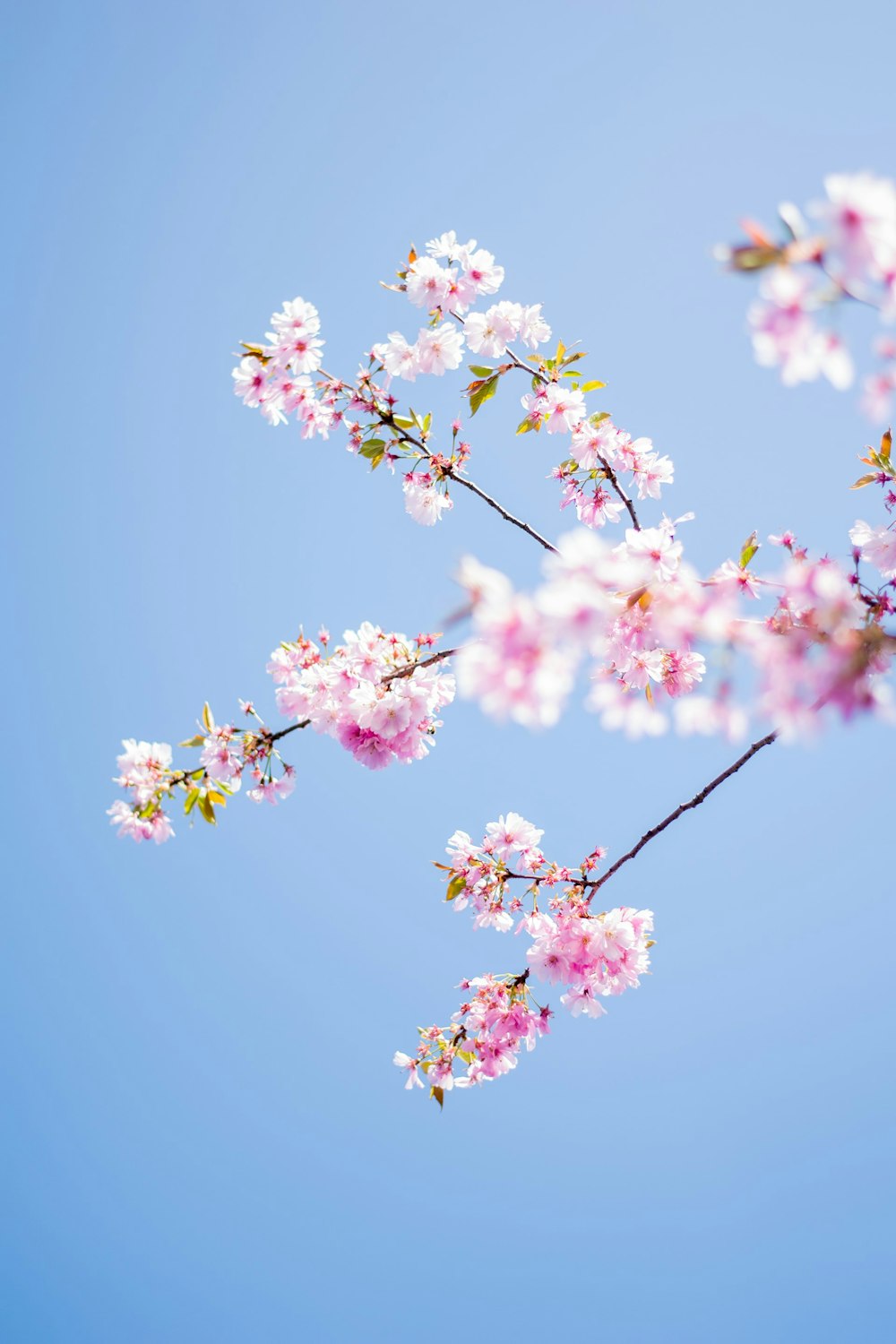 pink flowers tree