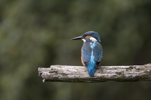 blue and brown hummingbird in shallow focus photography