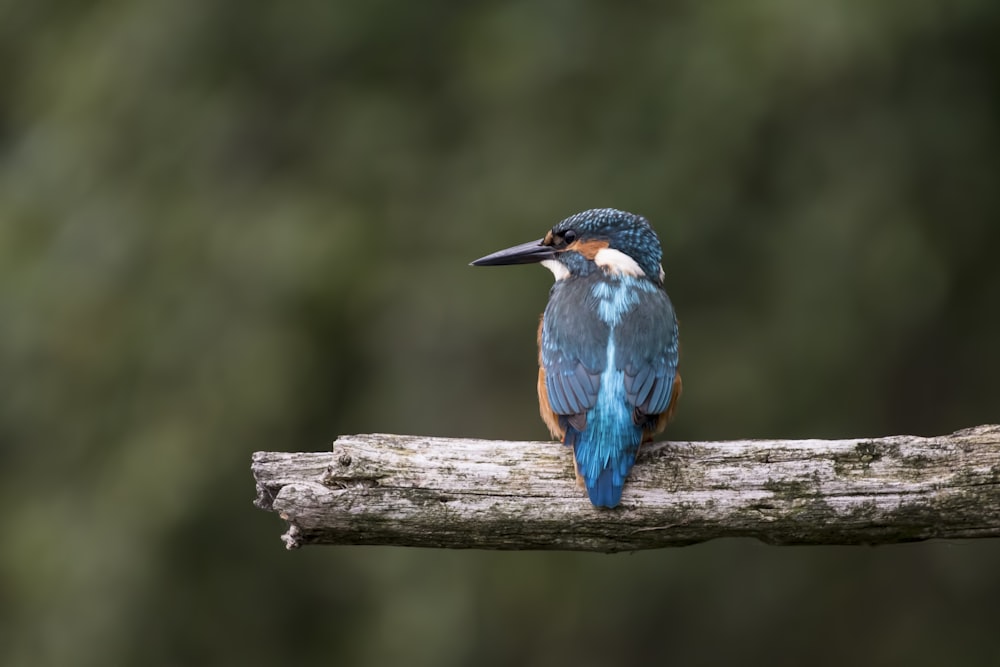 blue and brown hummingbird in shallow focus photography