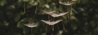 dandelion seeds floating in the air