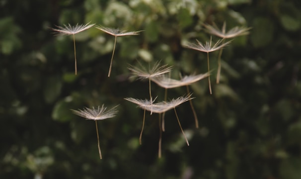 dandelion seeds floating in the air