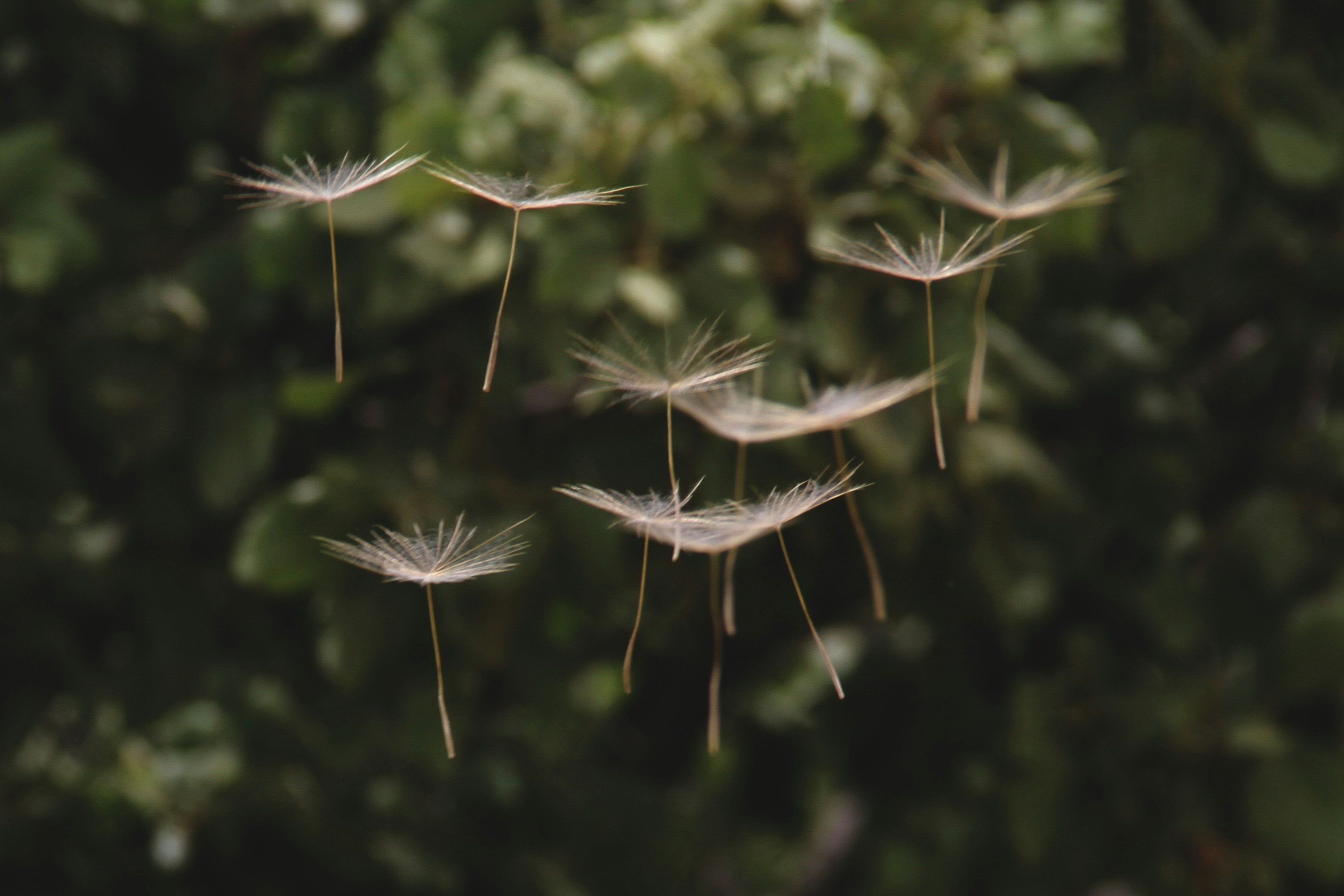 Best Place To Buy Garden Seeds