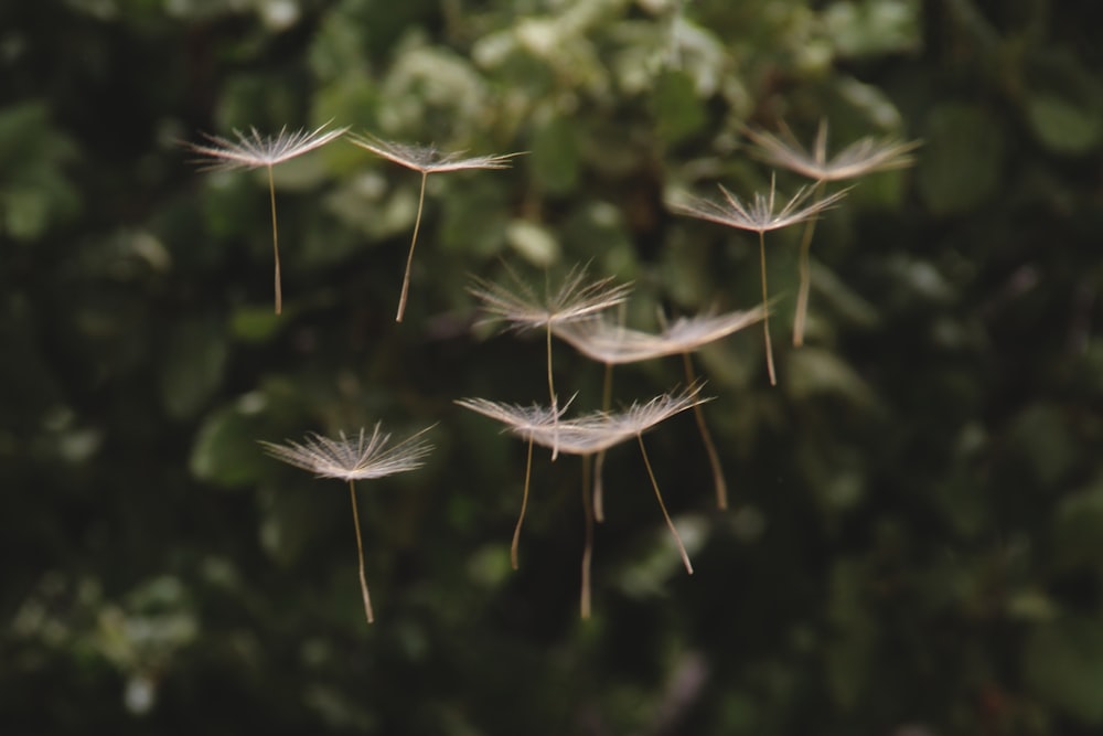 semi di tarassaco che fluttuano nell'aria