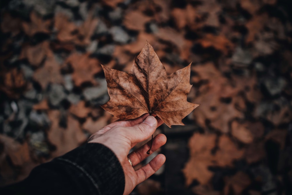 person holding brown leaf