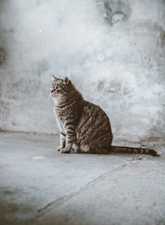 gray Tabby cat sitting