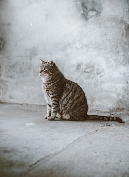 gray Tabby cat sitting