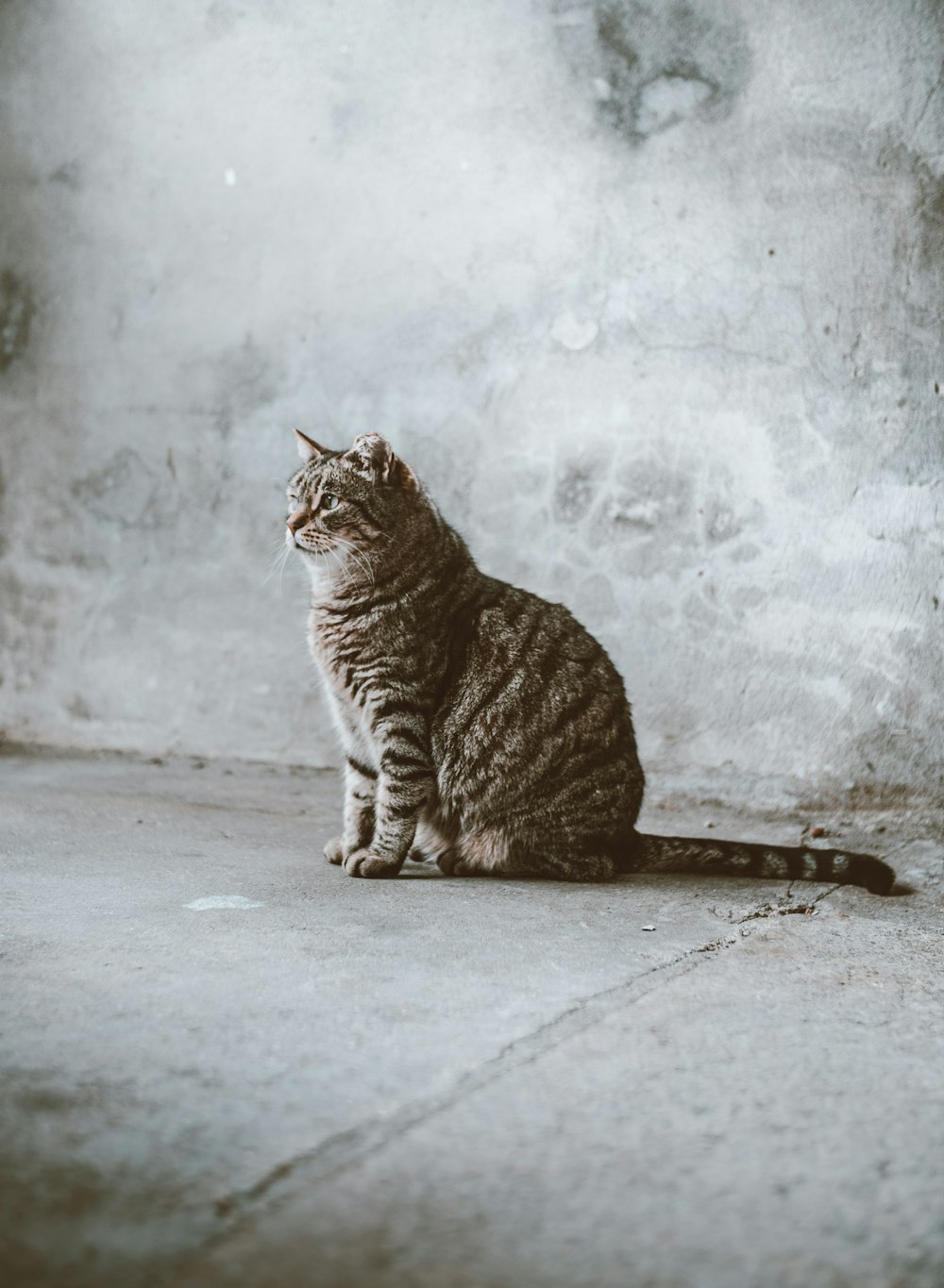 gato atigrado gris sentado