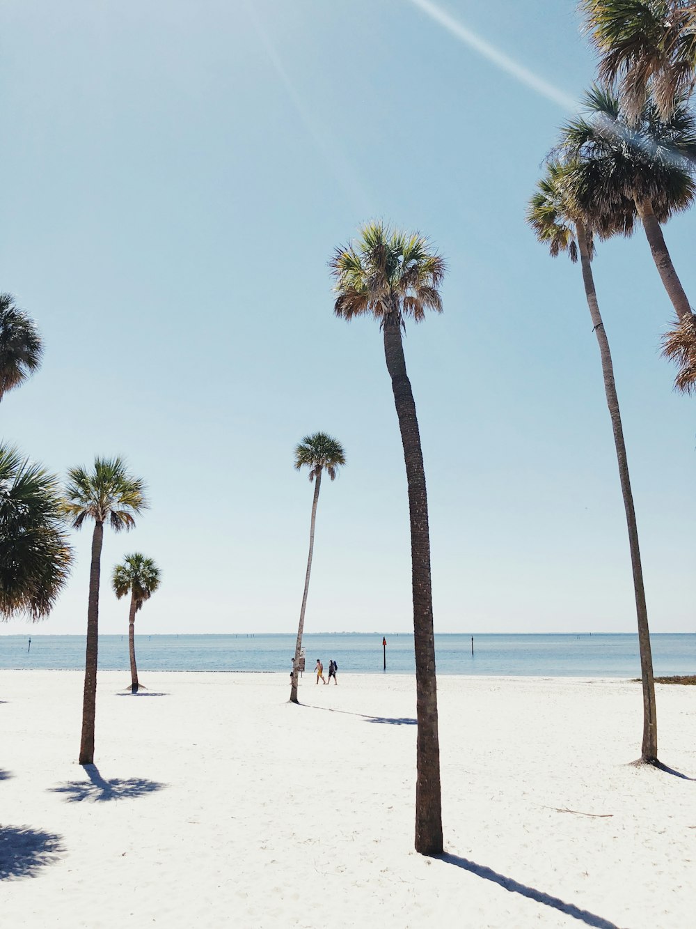 people at the shore near trees during day