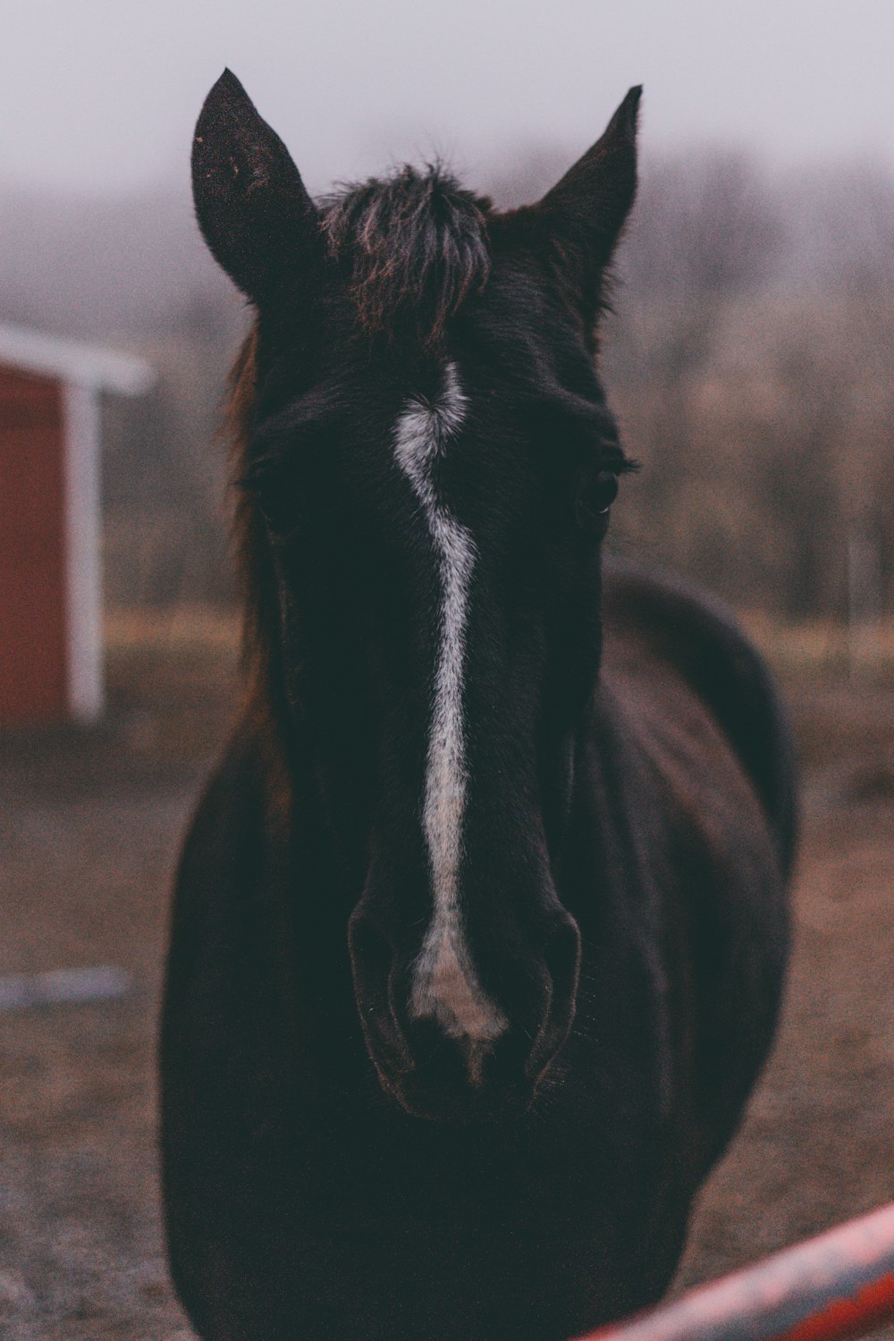 日中の黒と白の馬