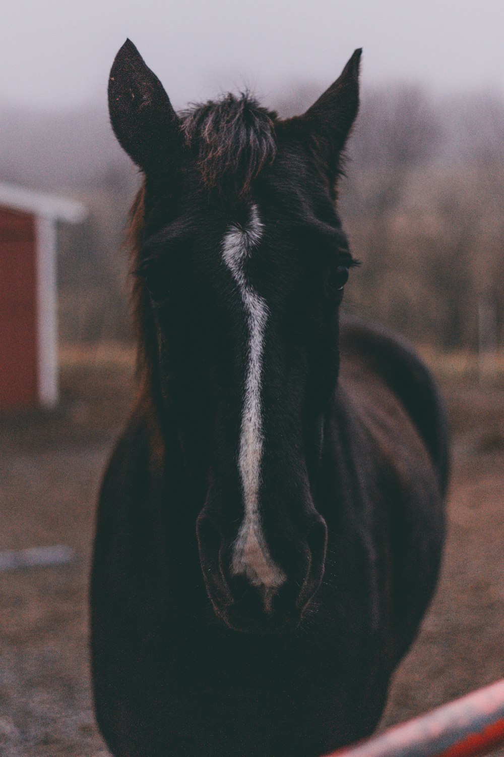 cavallo in bianco e nero durante il giorno