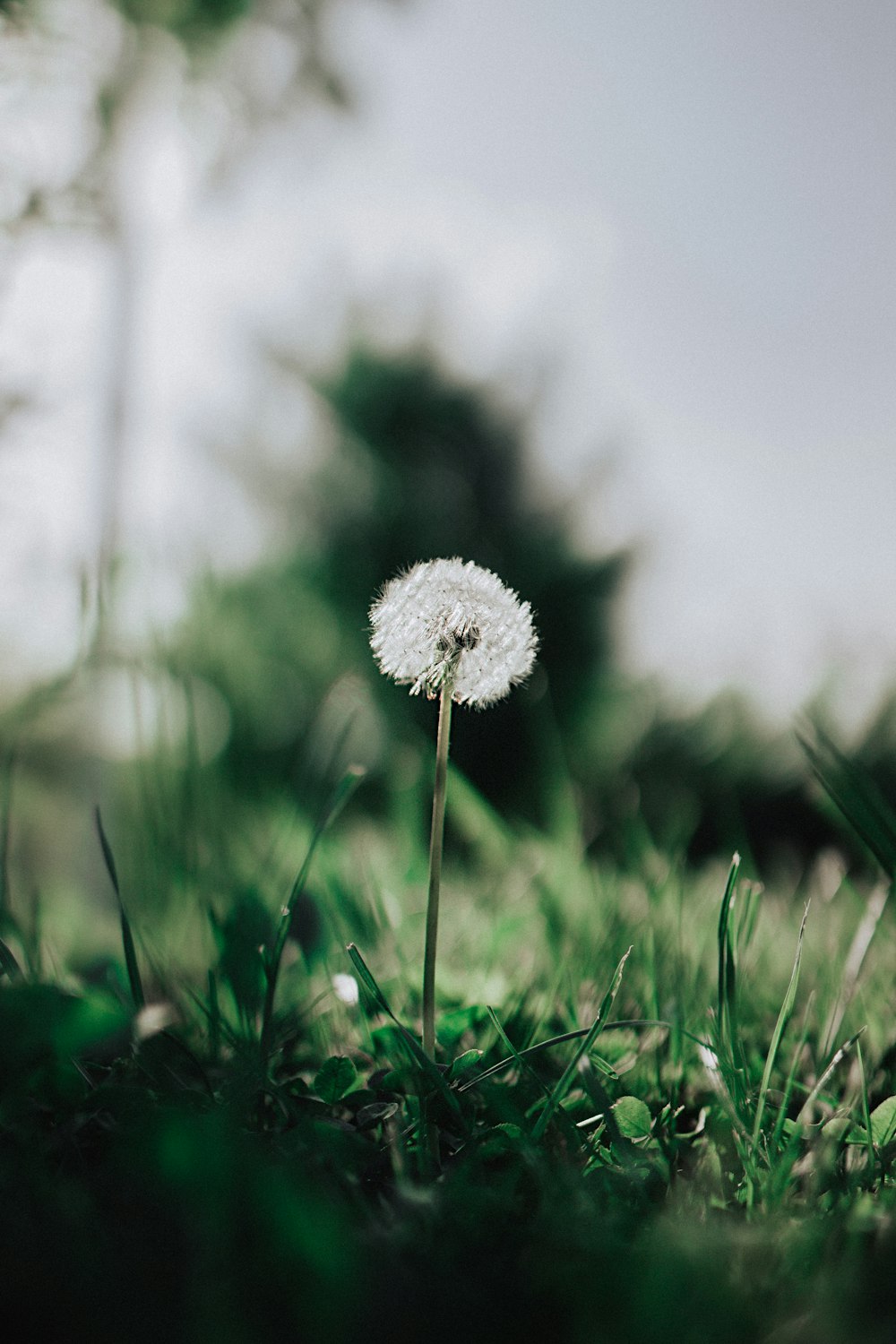 flor de diente de león con hierba verde