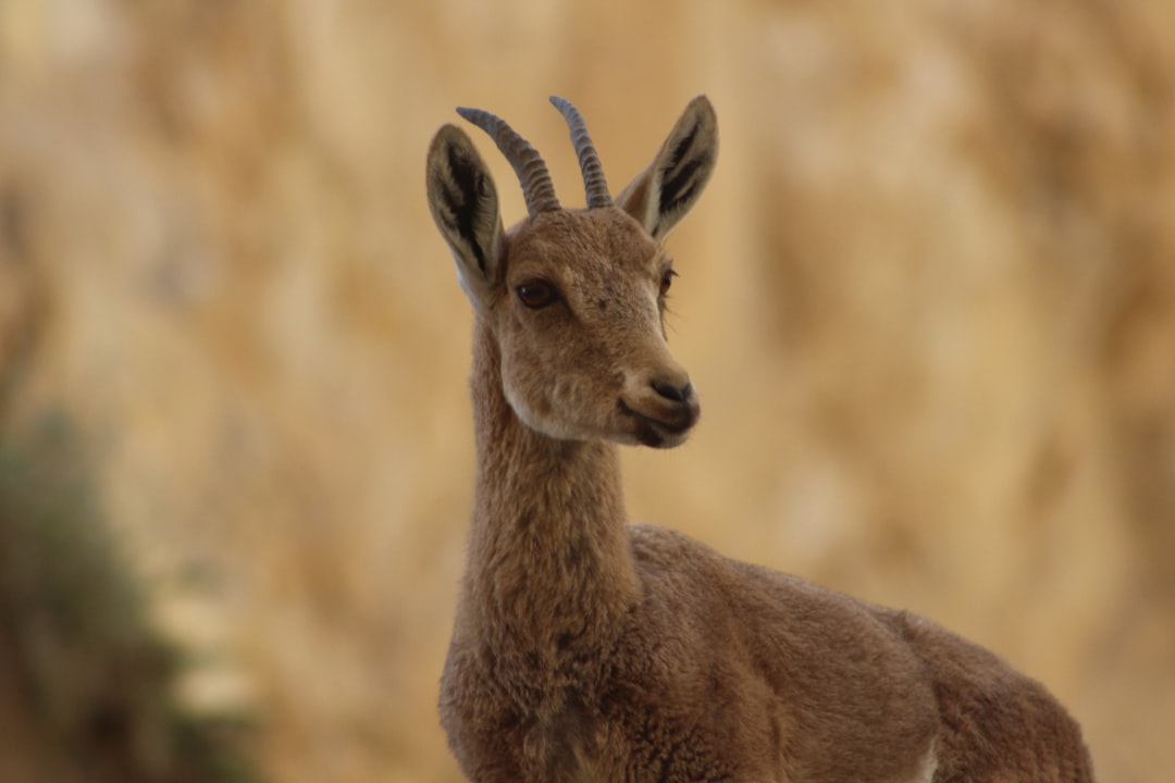 Wildlife photo spot ×¢×™×Ÿ ×¢×‘×“×ª Sde Boker