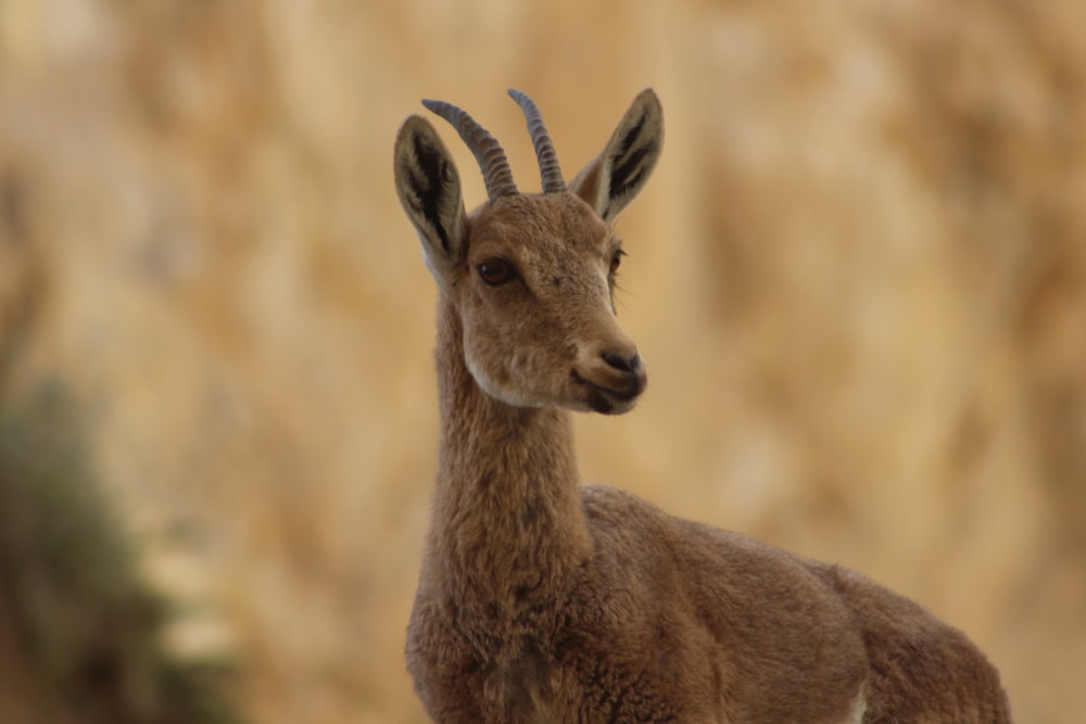 closeup photo of brown deer