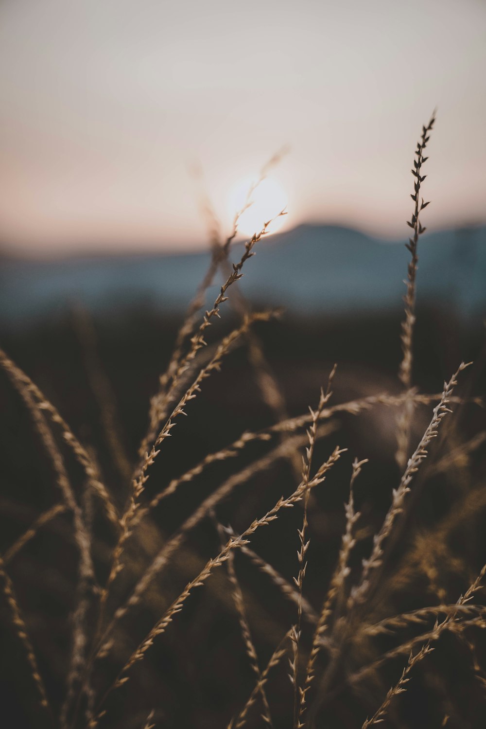 wheat field under sunset