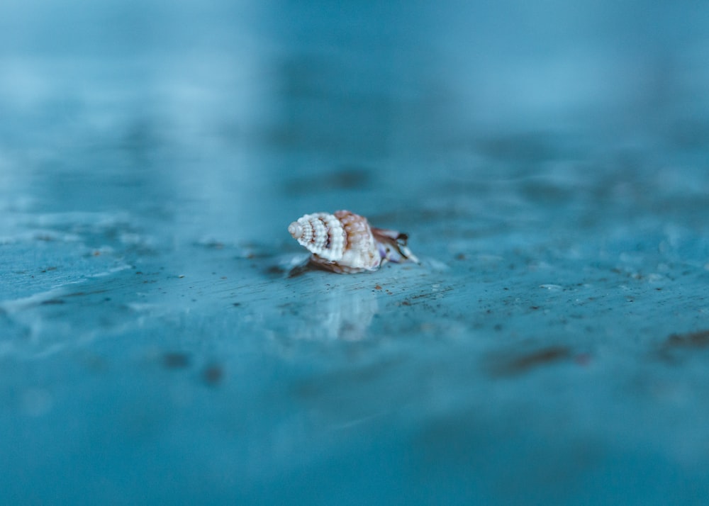 snail crawling on gray surface