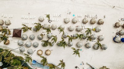 aerial view of palm trees dominican republic zoom background