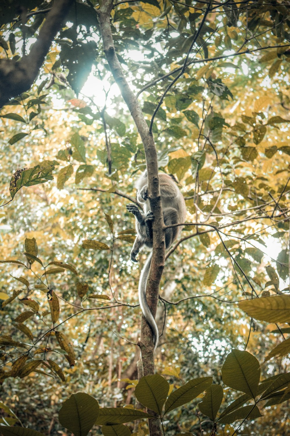 singe brun sur branche d’arbre