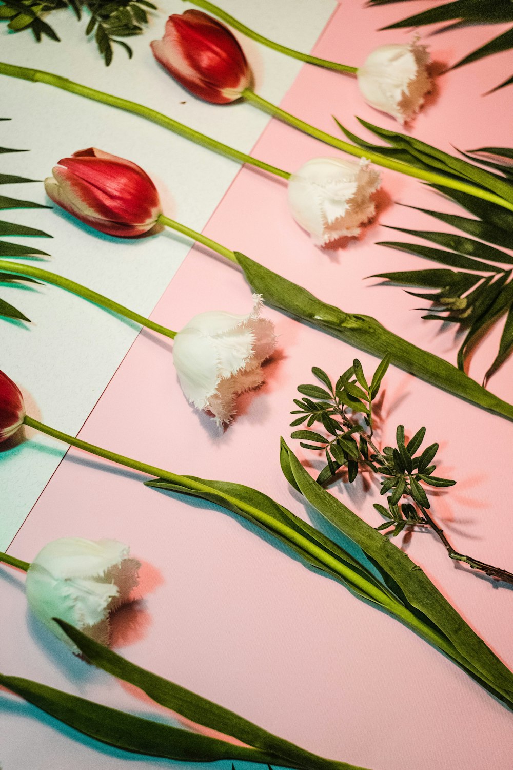 fleurs blanches et rouges