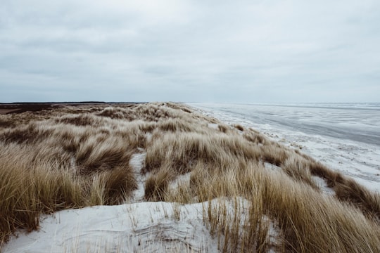 brown grass field during daytime in Ameland Netherlands