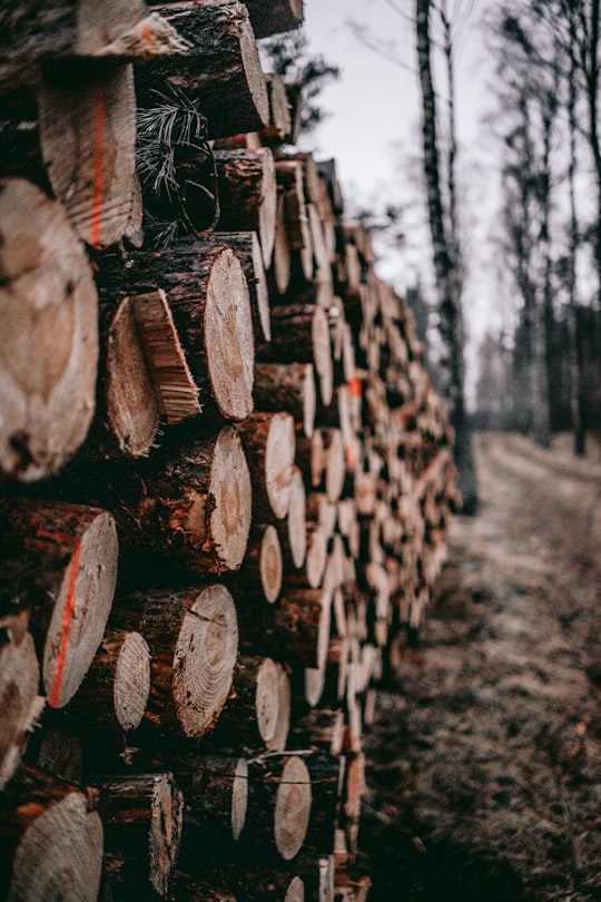 pile of cut log lot in Burkat Poland