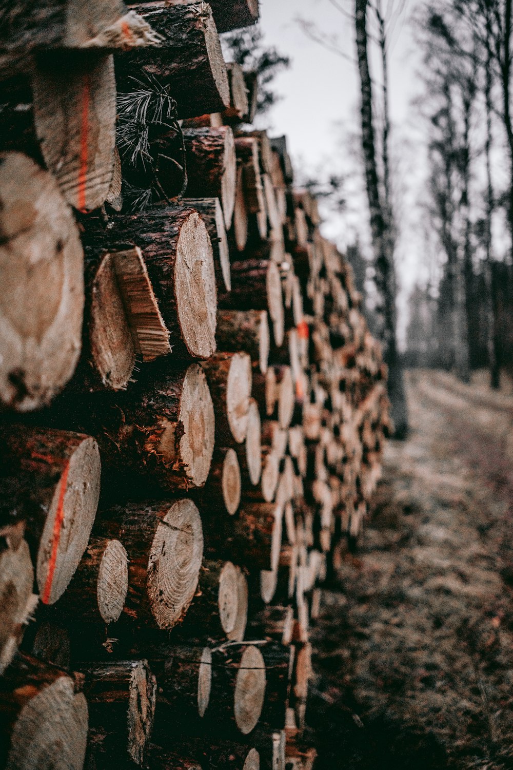 pile of cut log lot