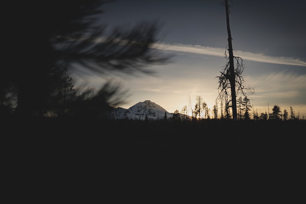 sunset can be seen through tree leaves