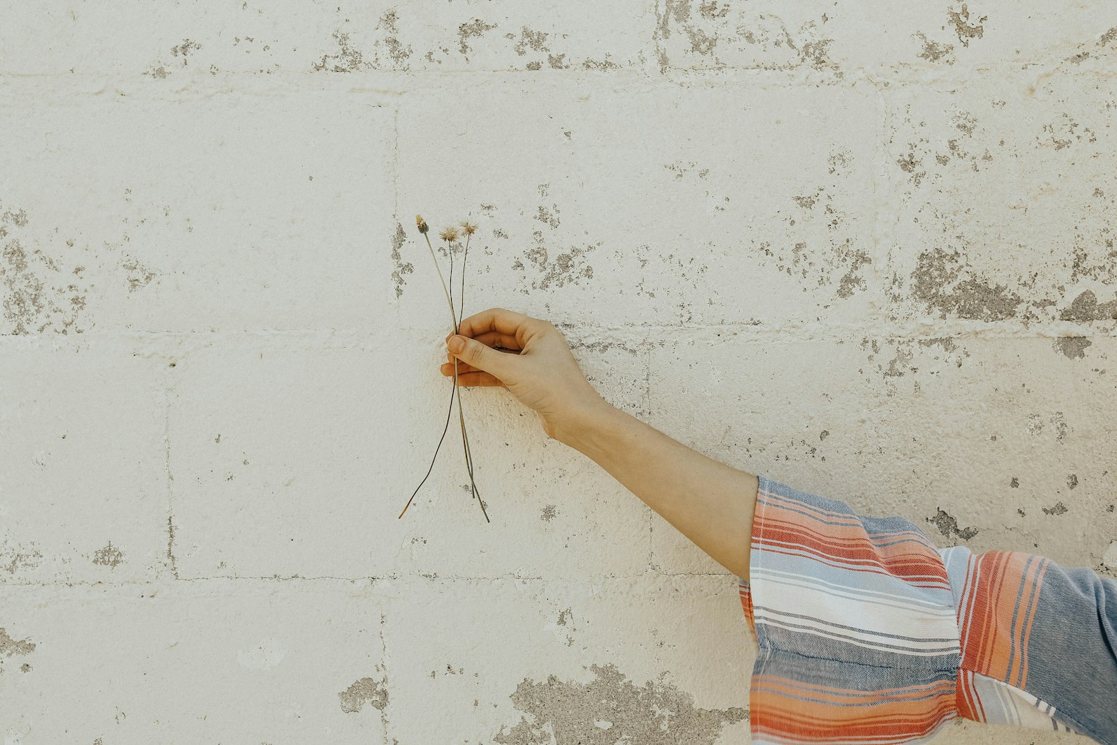 Canon EF 16-35mm F2.8L II USM sample photo. Person holding white flower photography