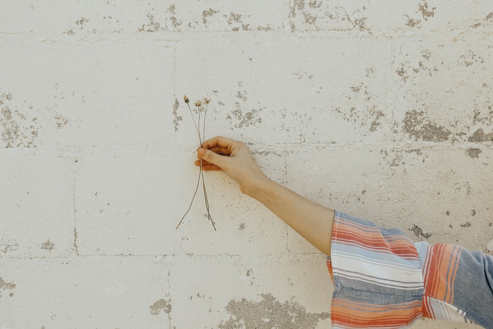 person holding white flower stems