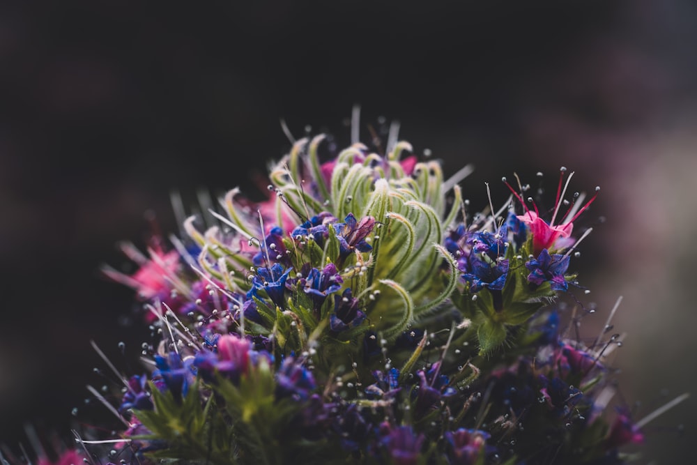Photographie de mise au point sélective de fleur à pétales bleus et roses