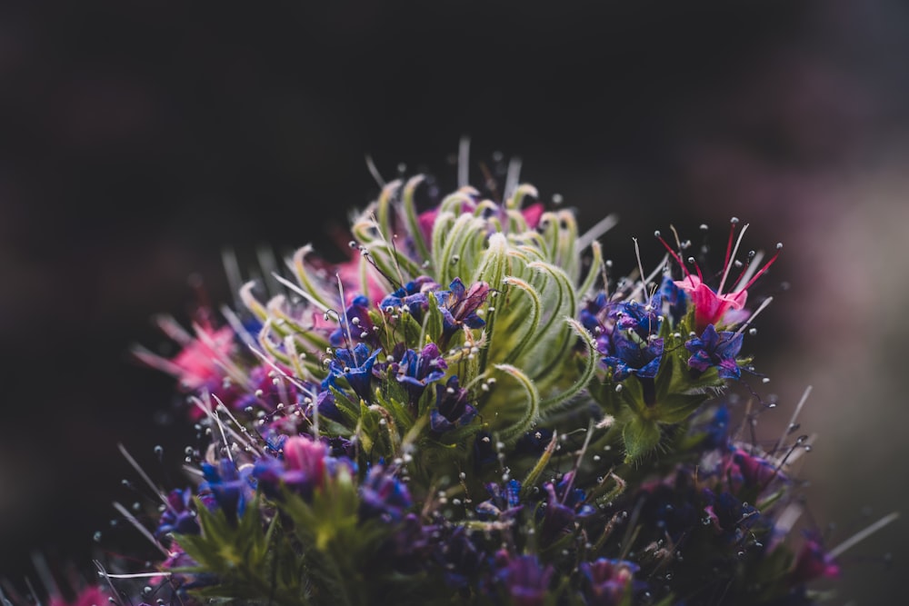 blue and pink petaled flower selective focus photograph