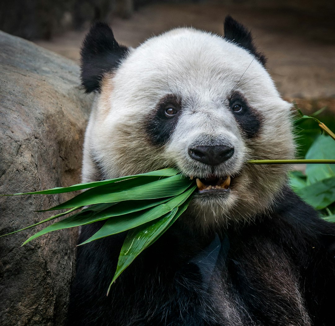 travelers stories about Wildlife in Ocean Park, Hong Kong