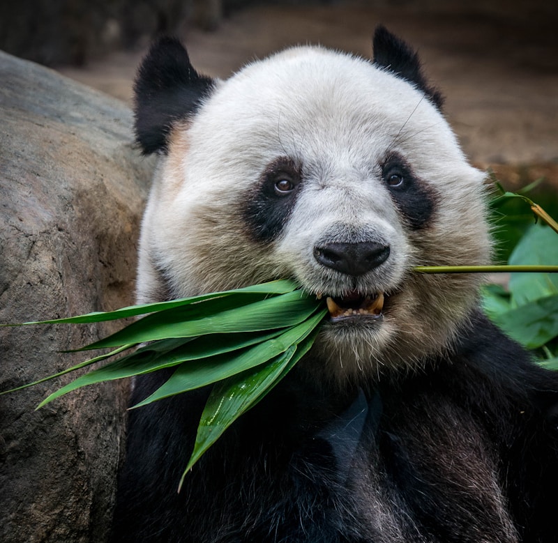 Panda bear resting showing full body including short tail