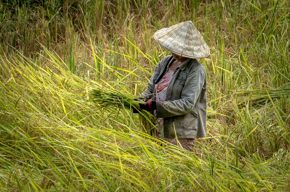 person wearing hat picking paddy plant