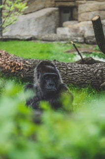 A gorilla sits in a grassy area surrounded by natural elements like fallen branches and tree trunks. The background features a stone wall, adding a rustic feel to the setting.