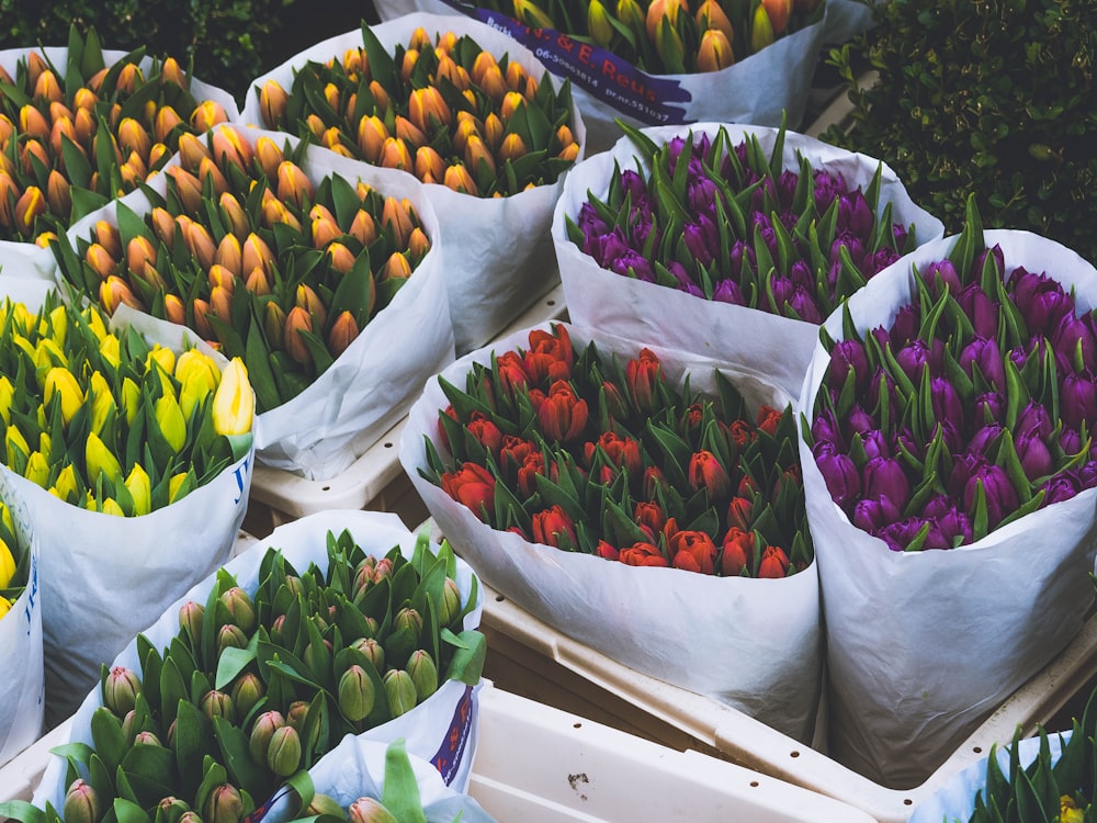 roter, violetter und orangefarbener Blumenstrauß