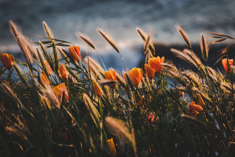 Fotografia de foco seletivo do campo de flores de pétalas de laranja