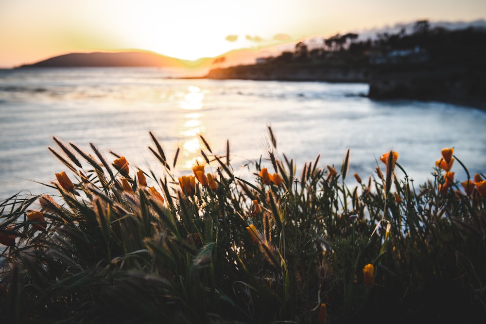 Photographie de tulipes à l’objectif à bascule et à décalage