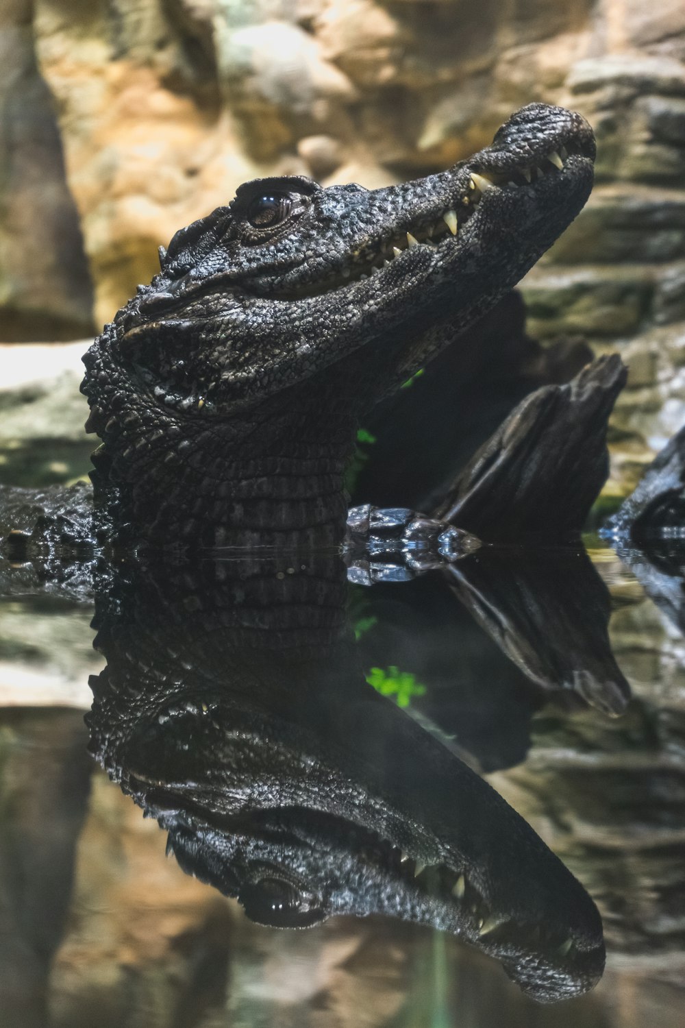 fotografia ravvicinata dell'alligatore nero sull'acqua