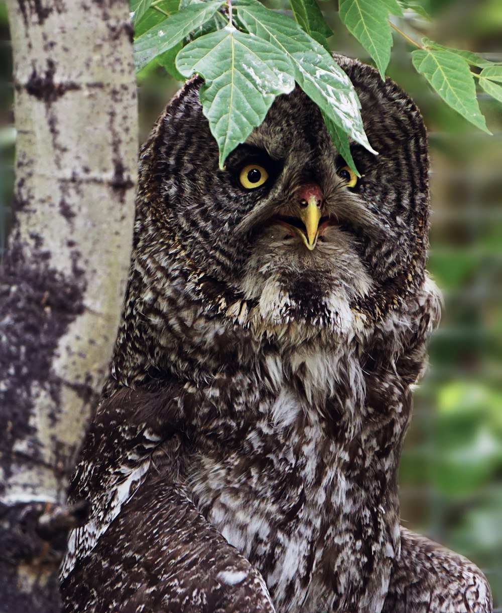 gray owl under tree